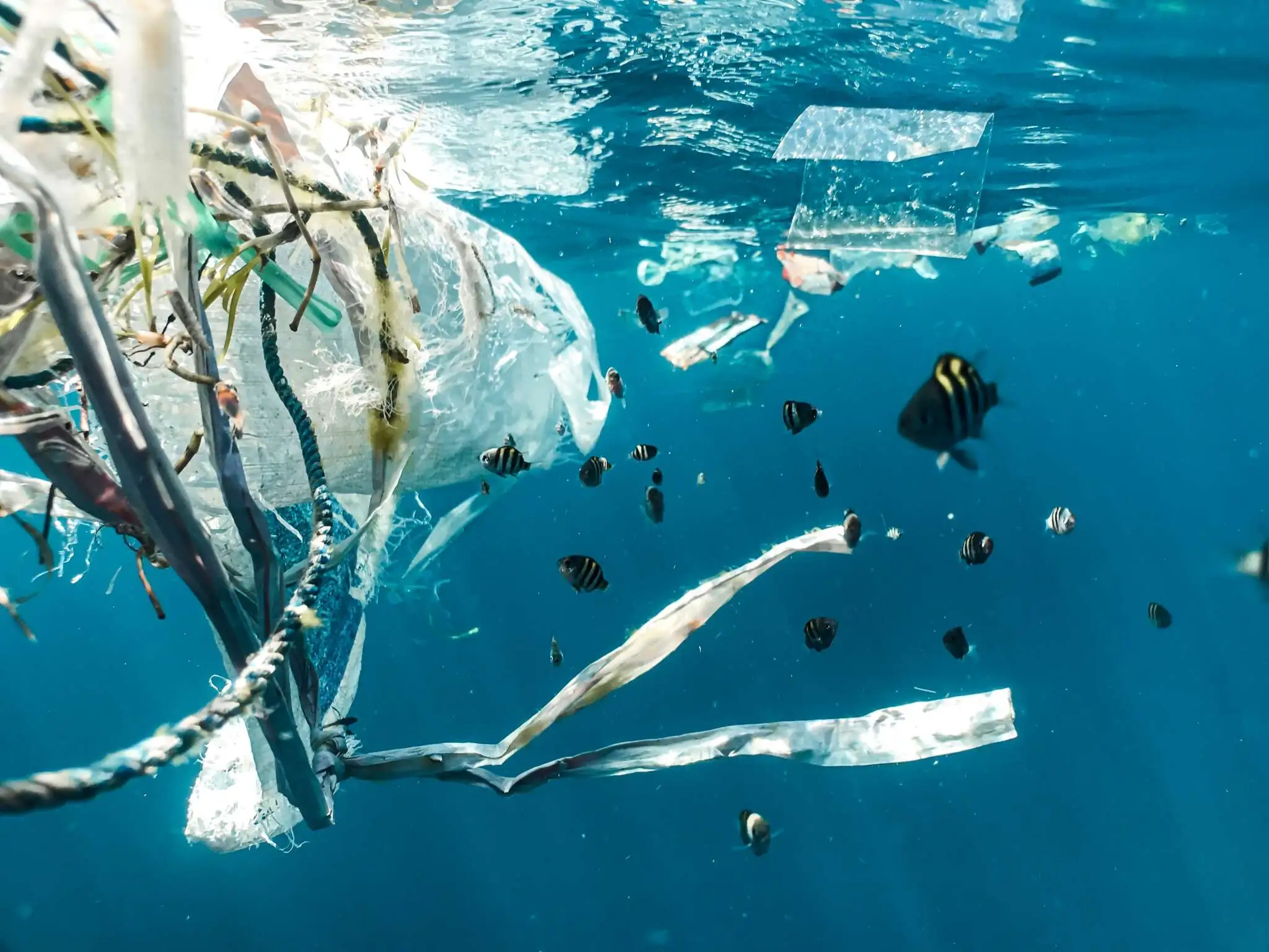 Plastic & China & Sea & You